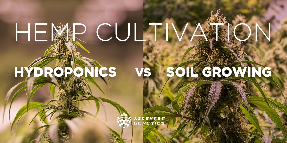hydroponics vs. soil growing